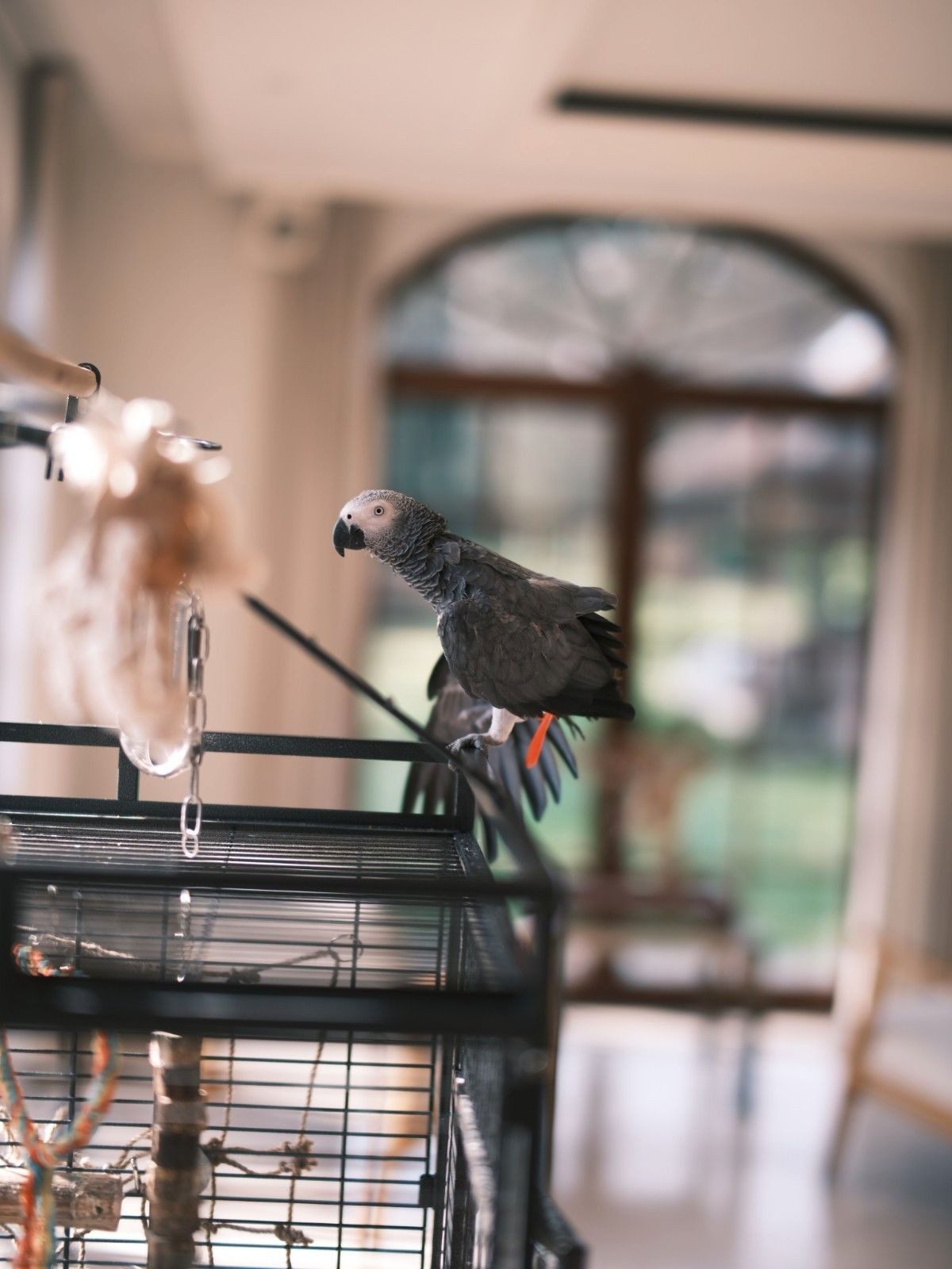 Bella the African grey parrot