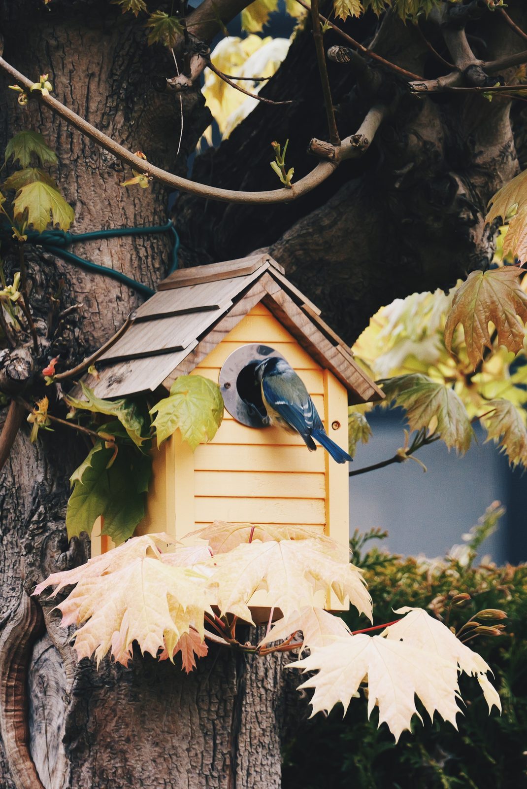 Blue tit at a birdhouse