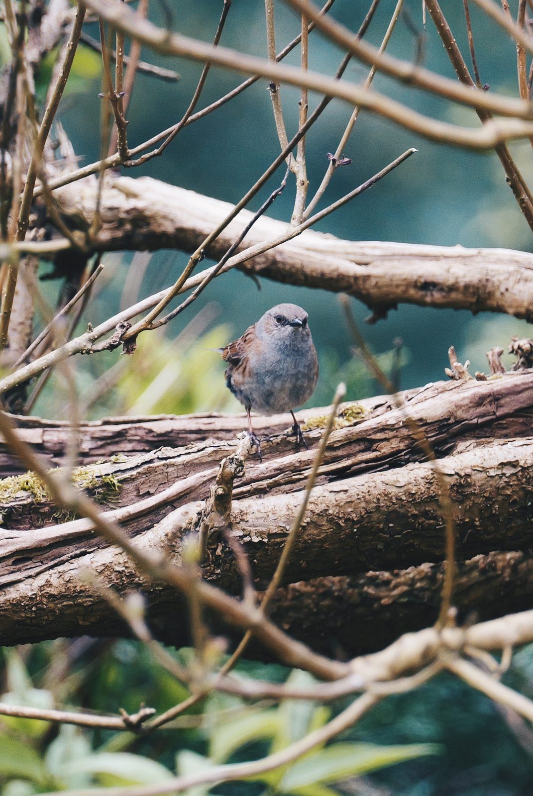 Dunnock on a mossy branch